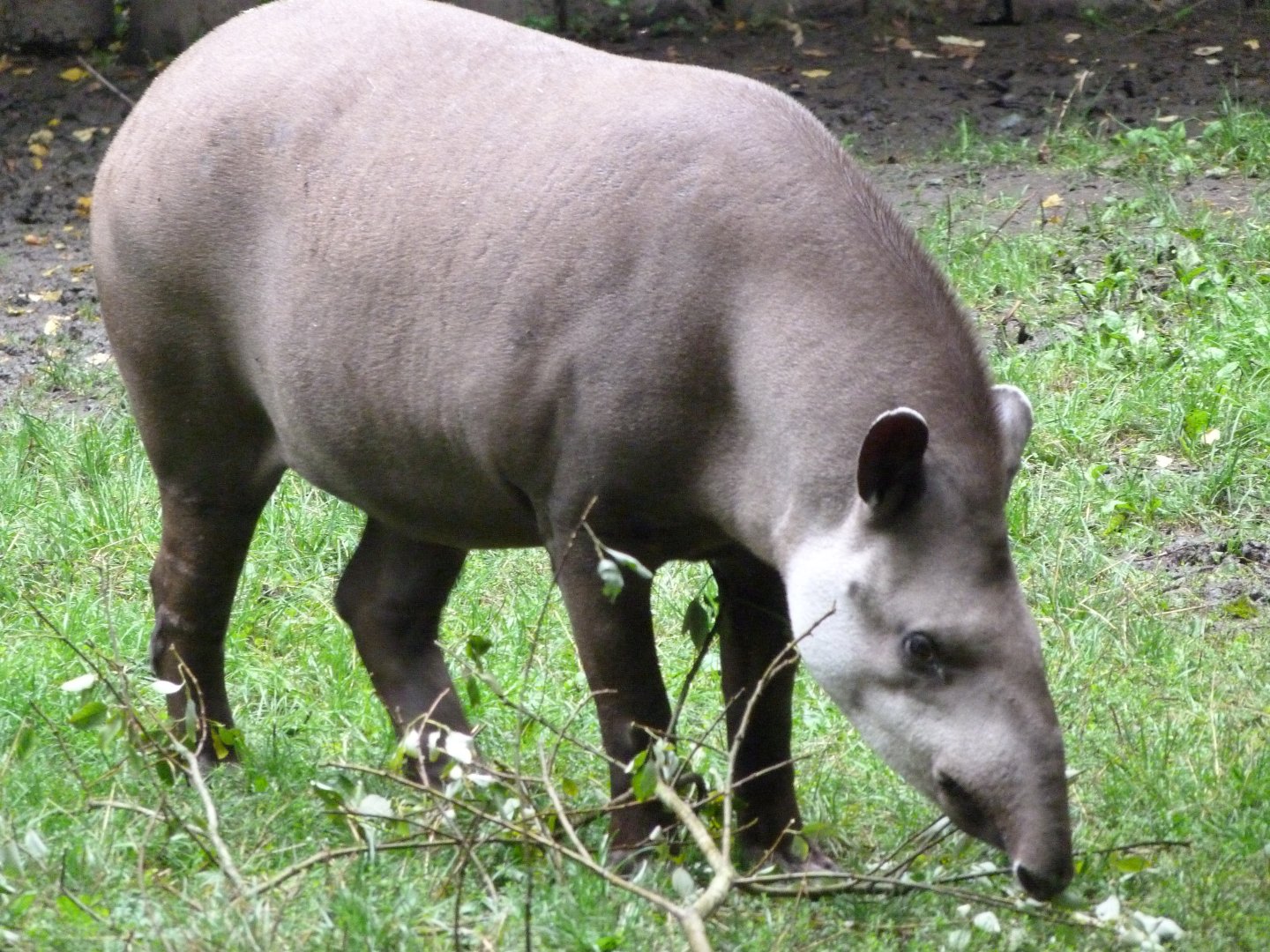 South American tapir -Zoo Praha (2025)