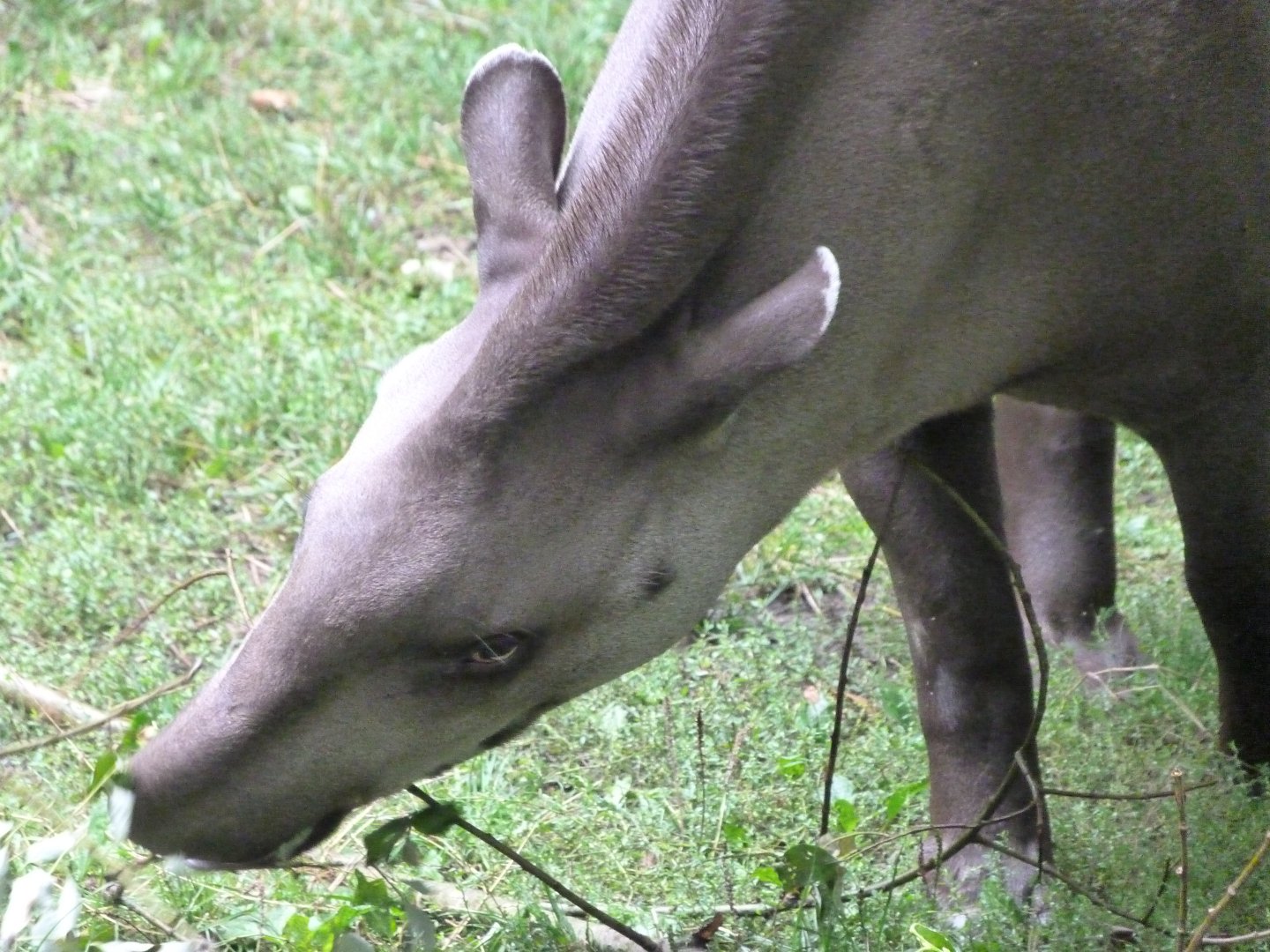South American tapir -Zoo Praha (2025)
