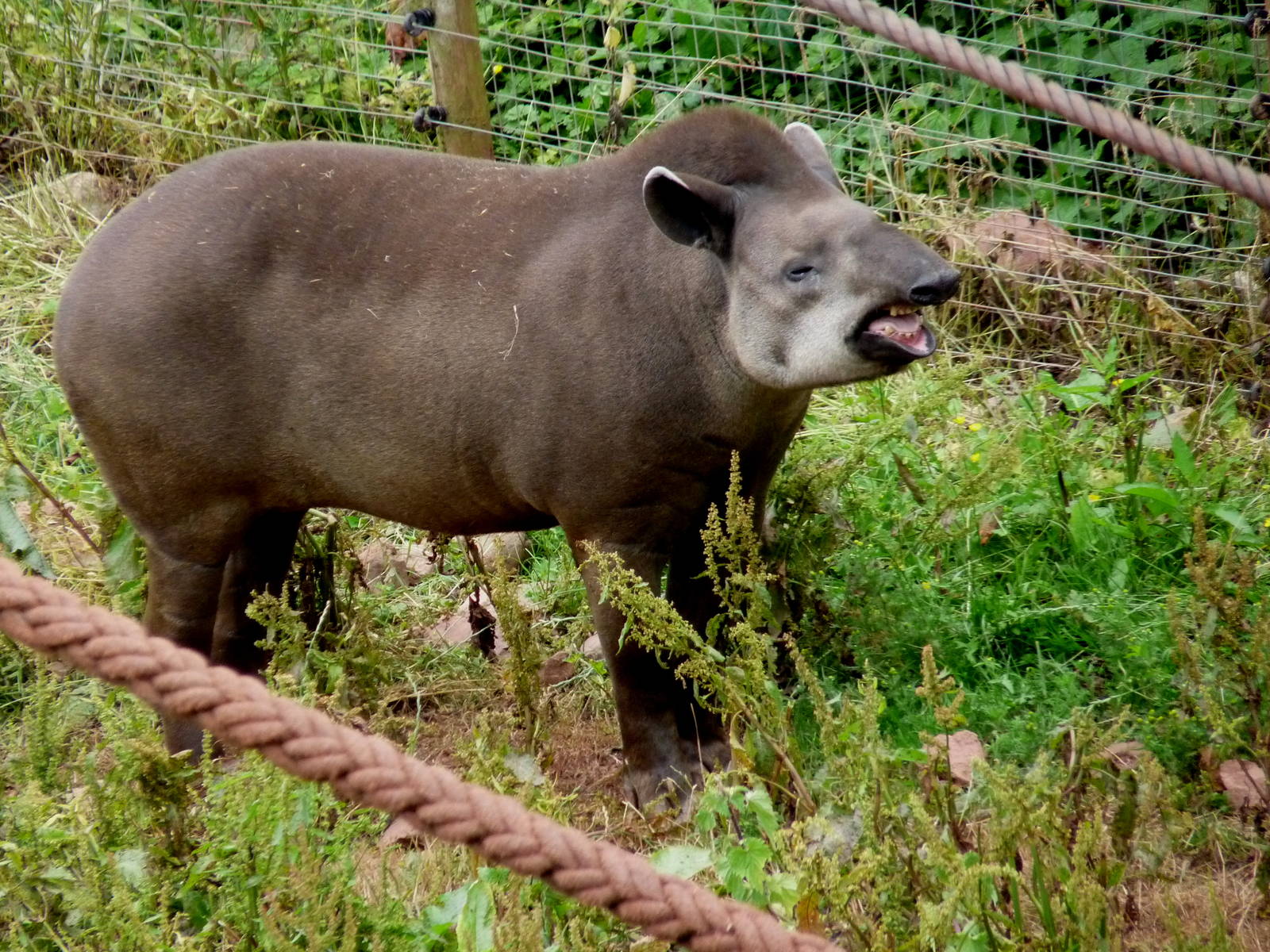 South American Tapir