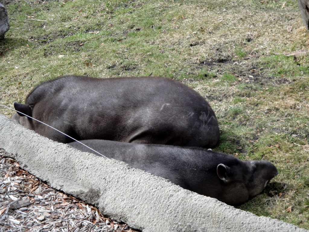 South American Tapir