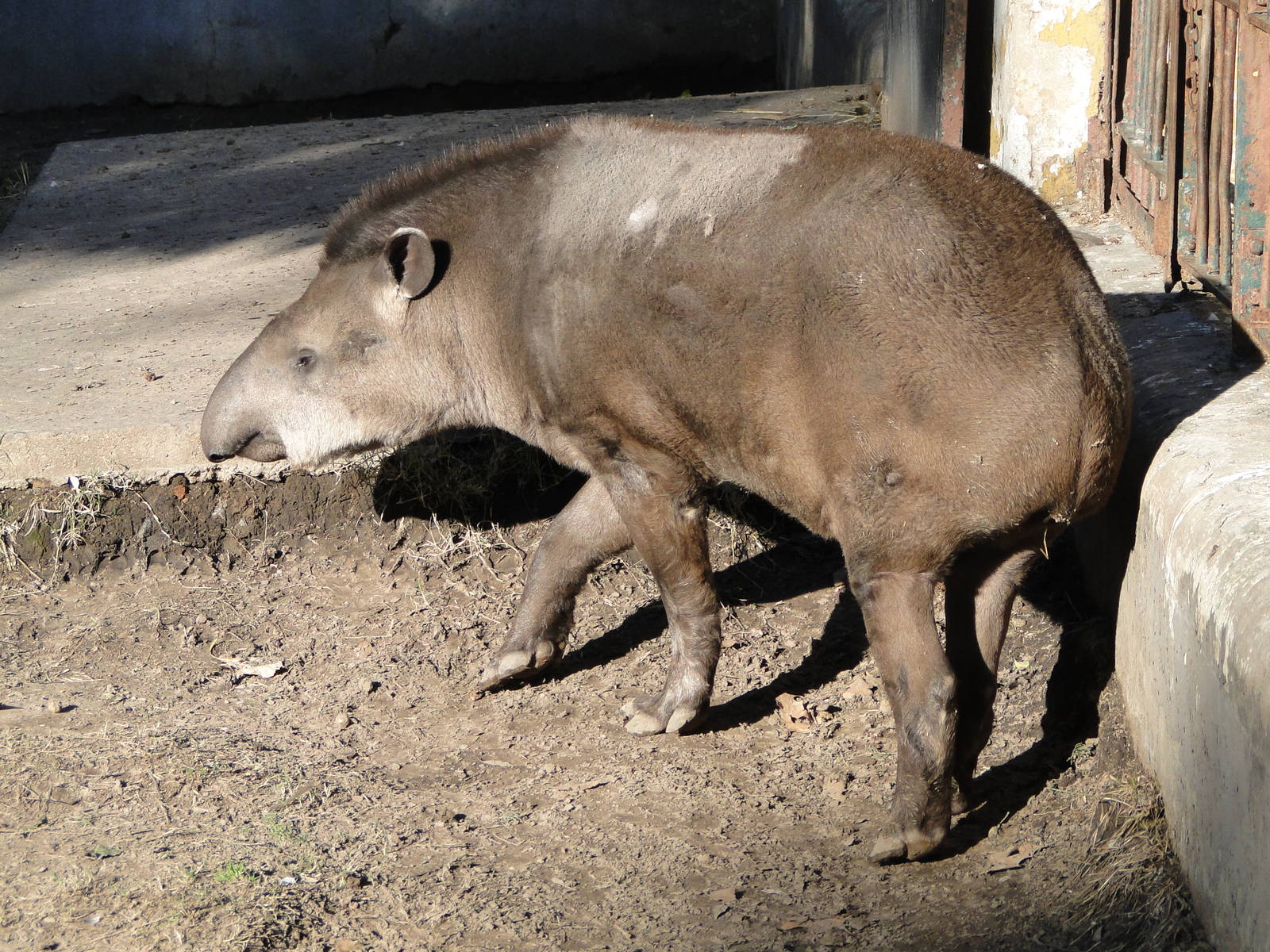 South American Tapir