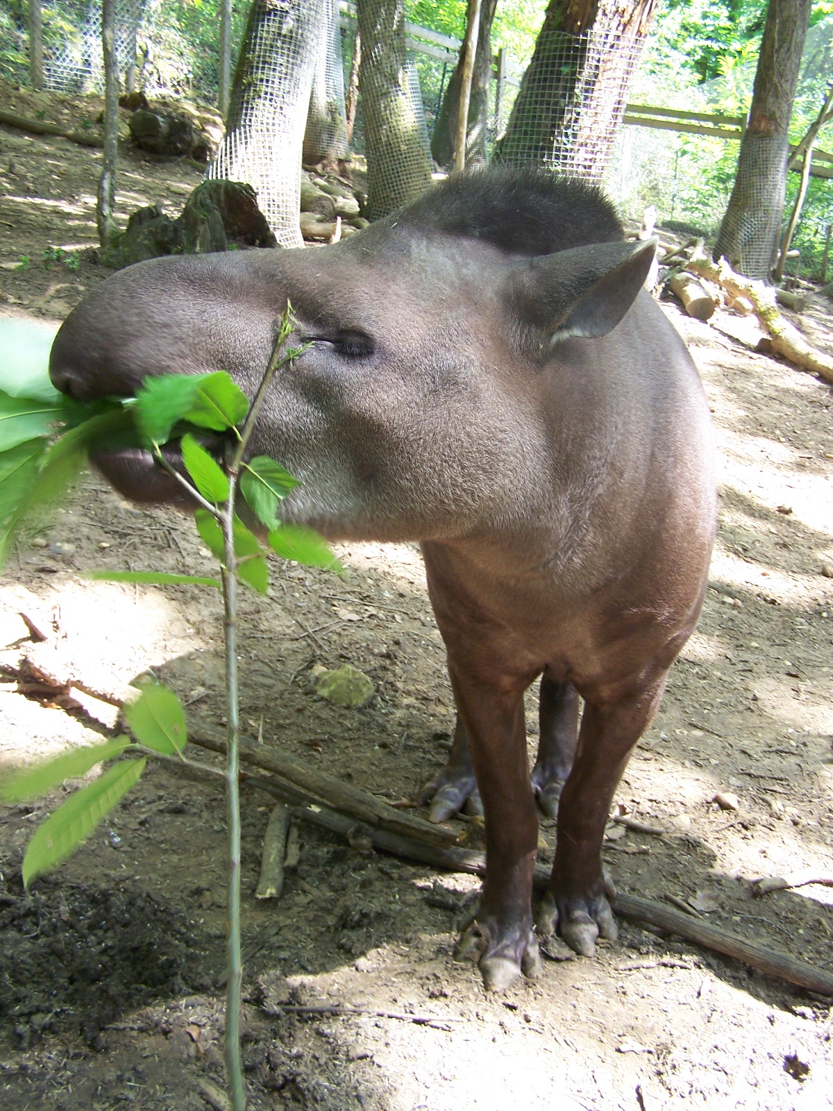 South American tapir