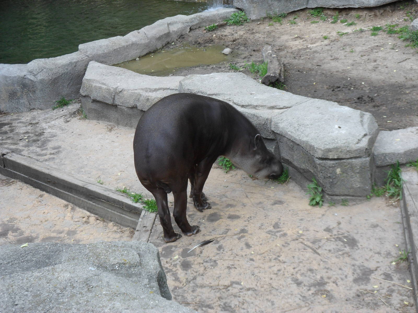 South American Tapir