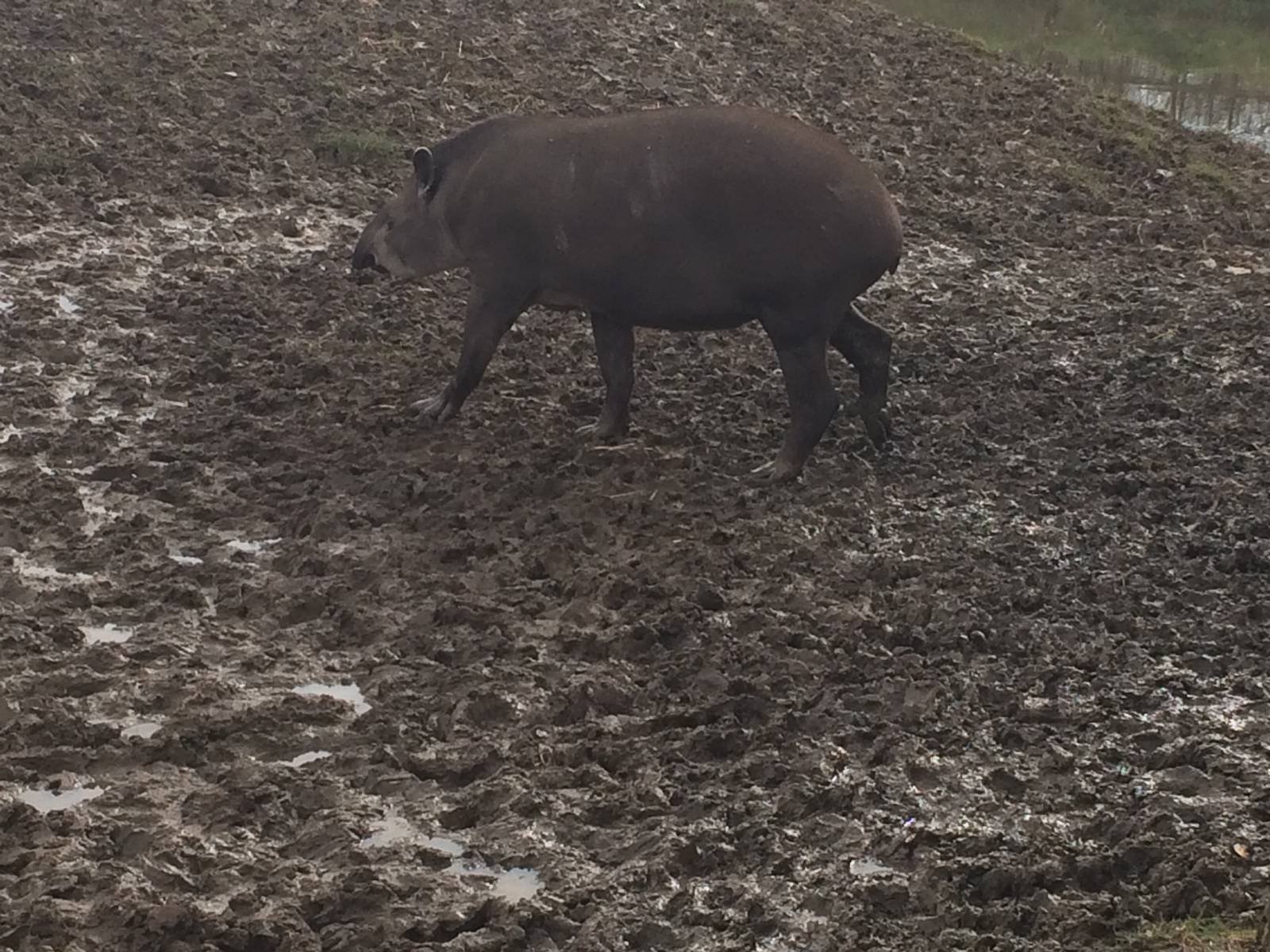 South American Tapir