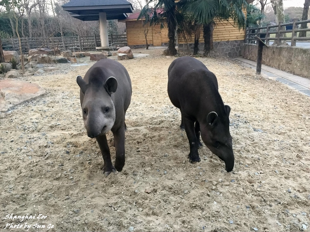 South American Tapir