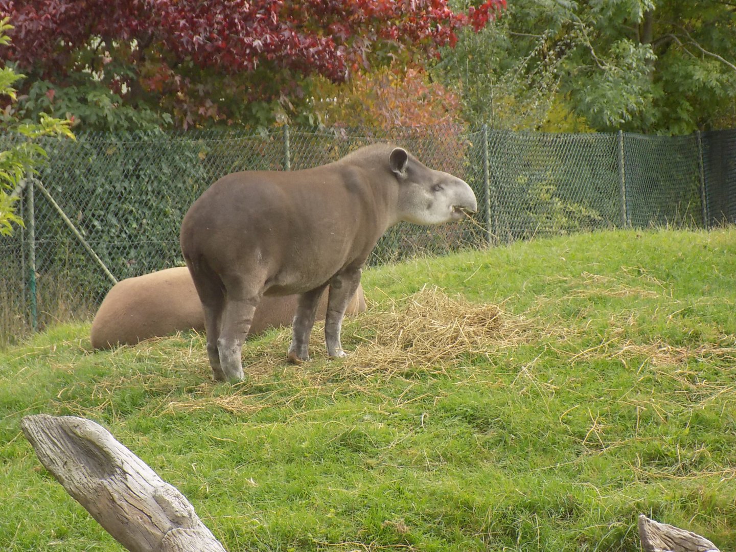South American Tapir
