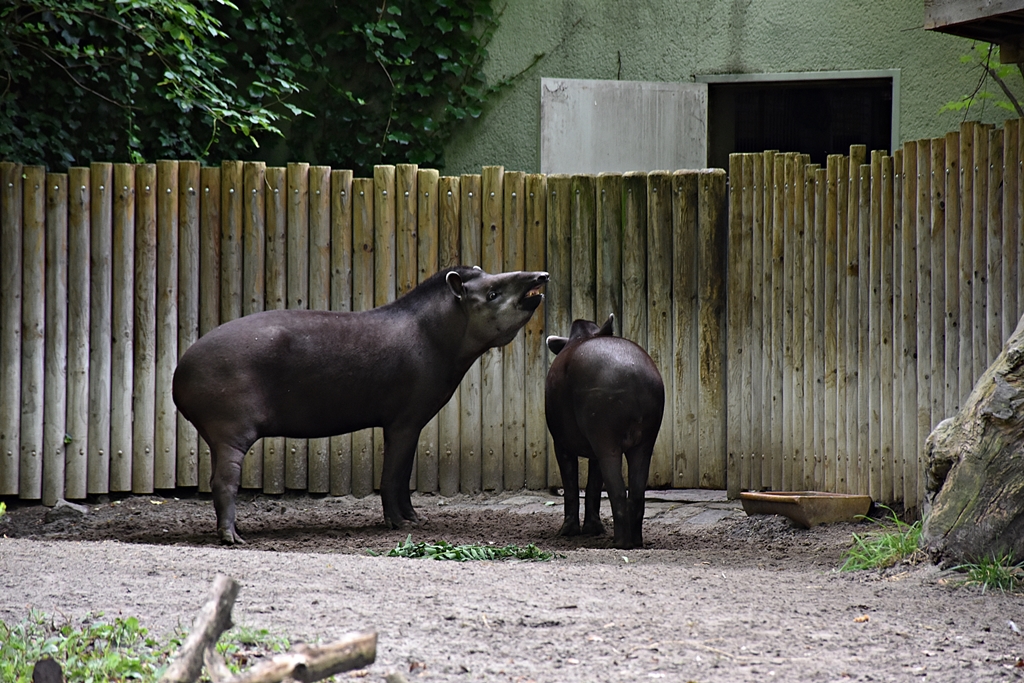South American tapir