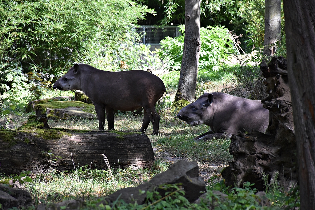 South American tapir