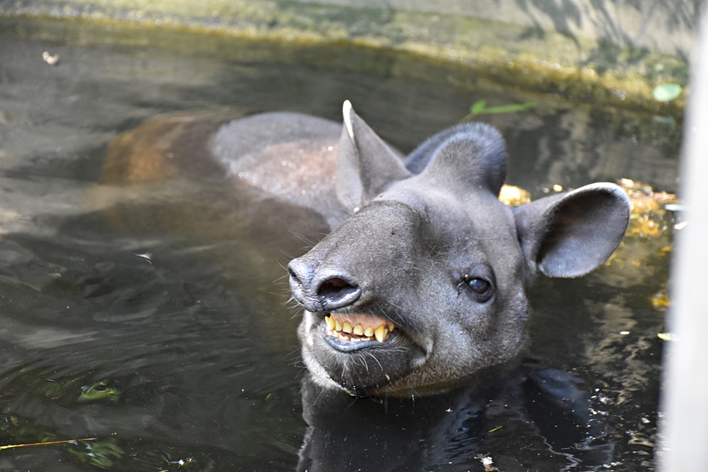 South American tapir