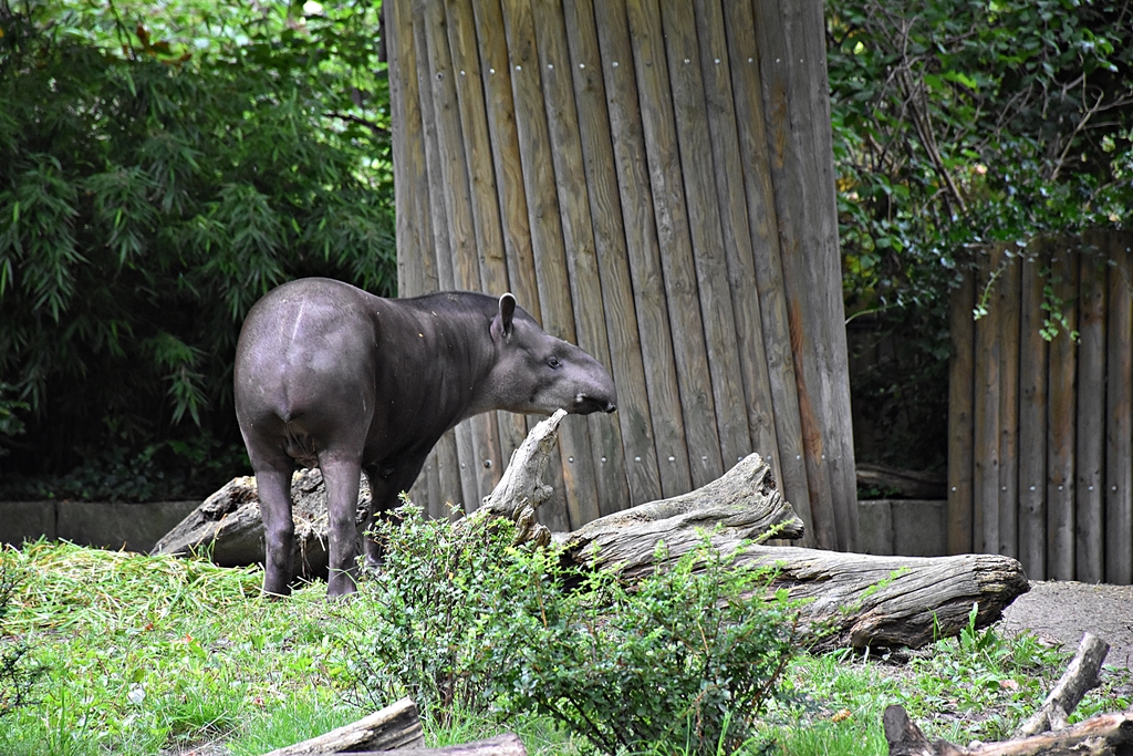 South American tapir