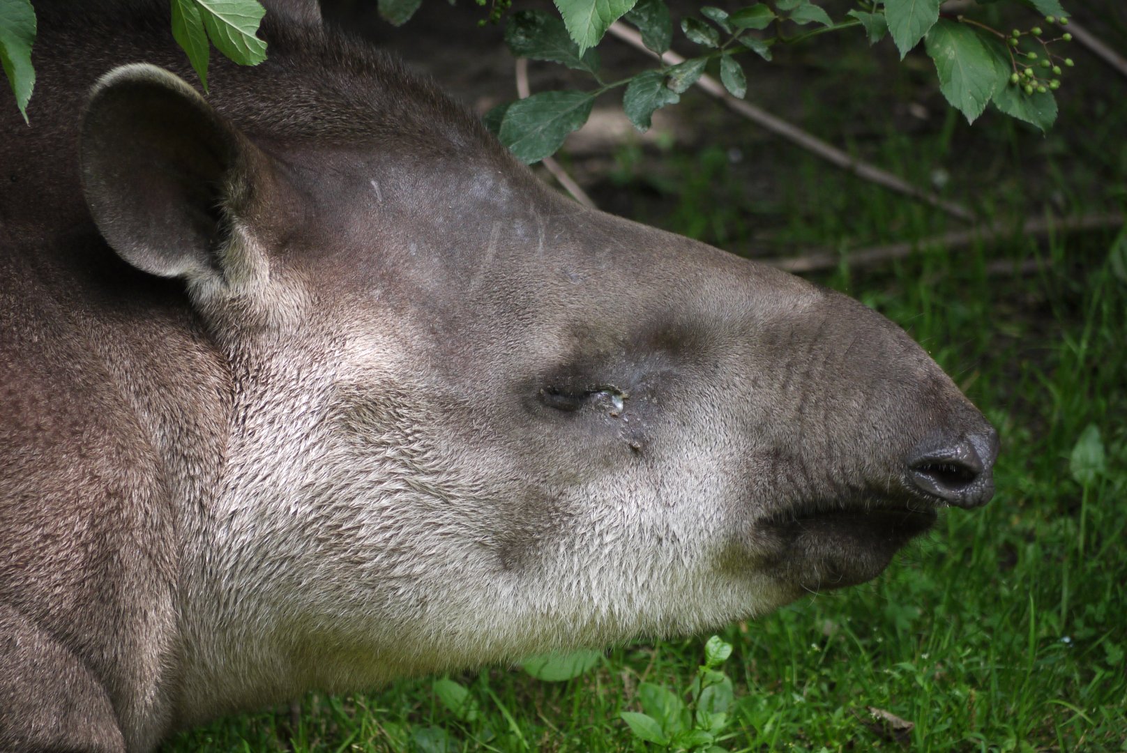 South American Tapir