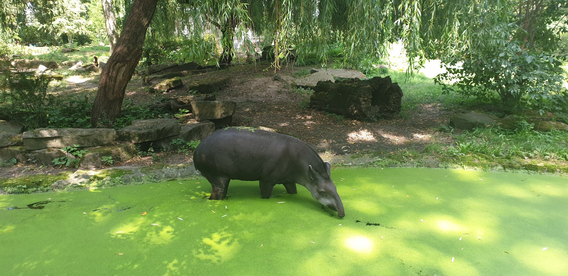 South American tapir