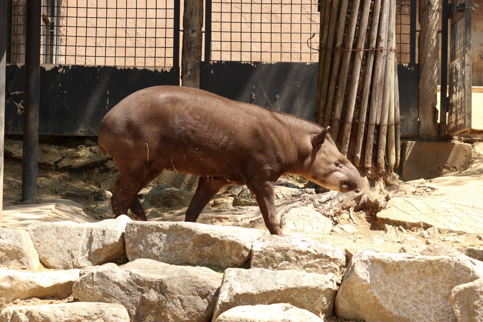 South American Tapir