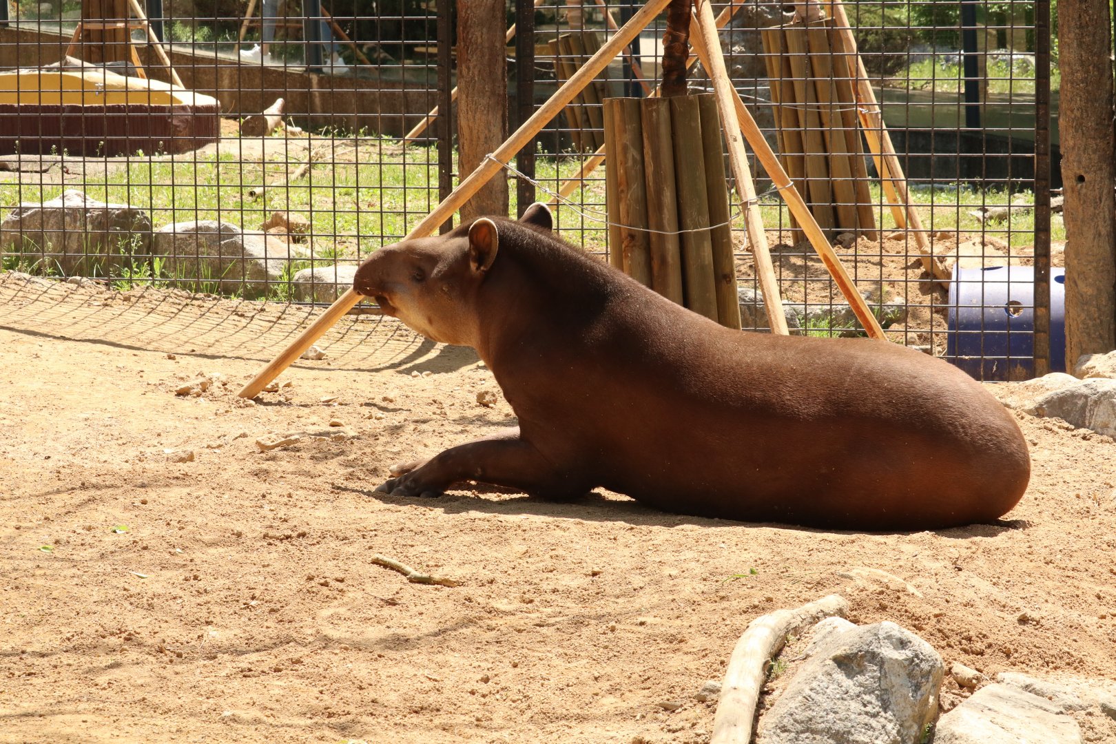 South American Tapir