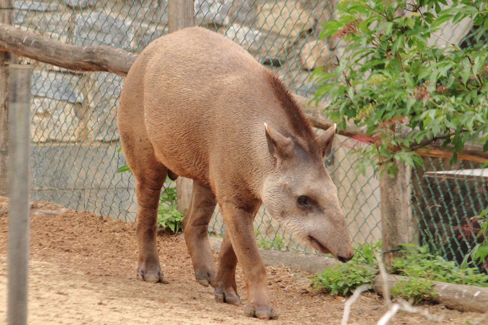 South American tapir
