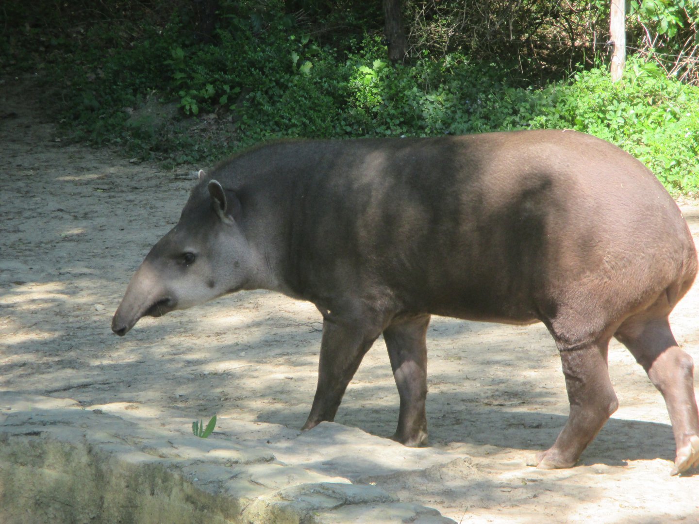 South american tapir