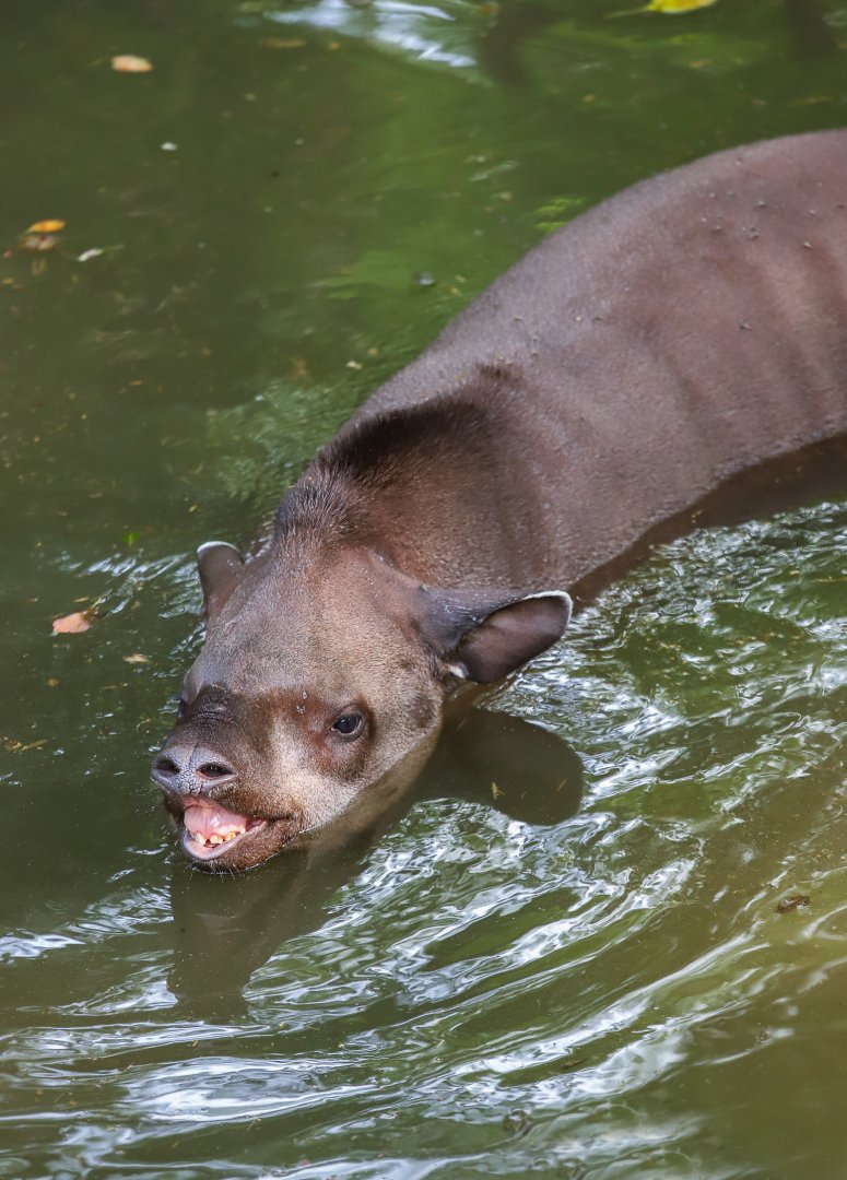 South American tapir