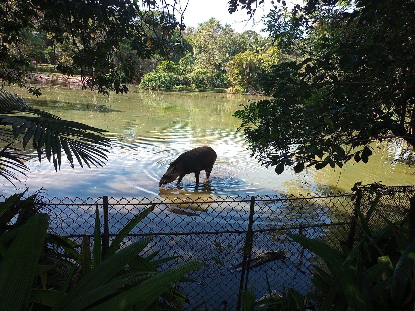South American tapir
