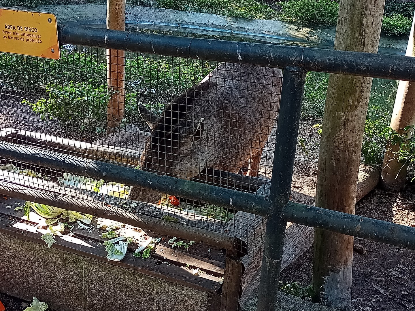 South American tapir