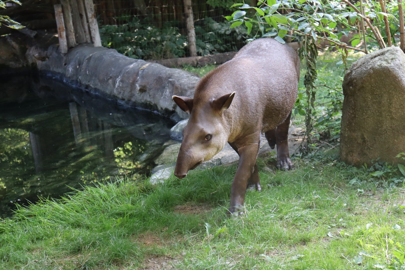 South American tapir