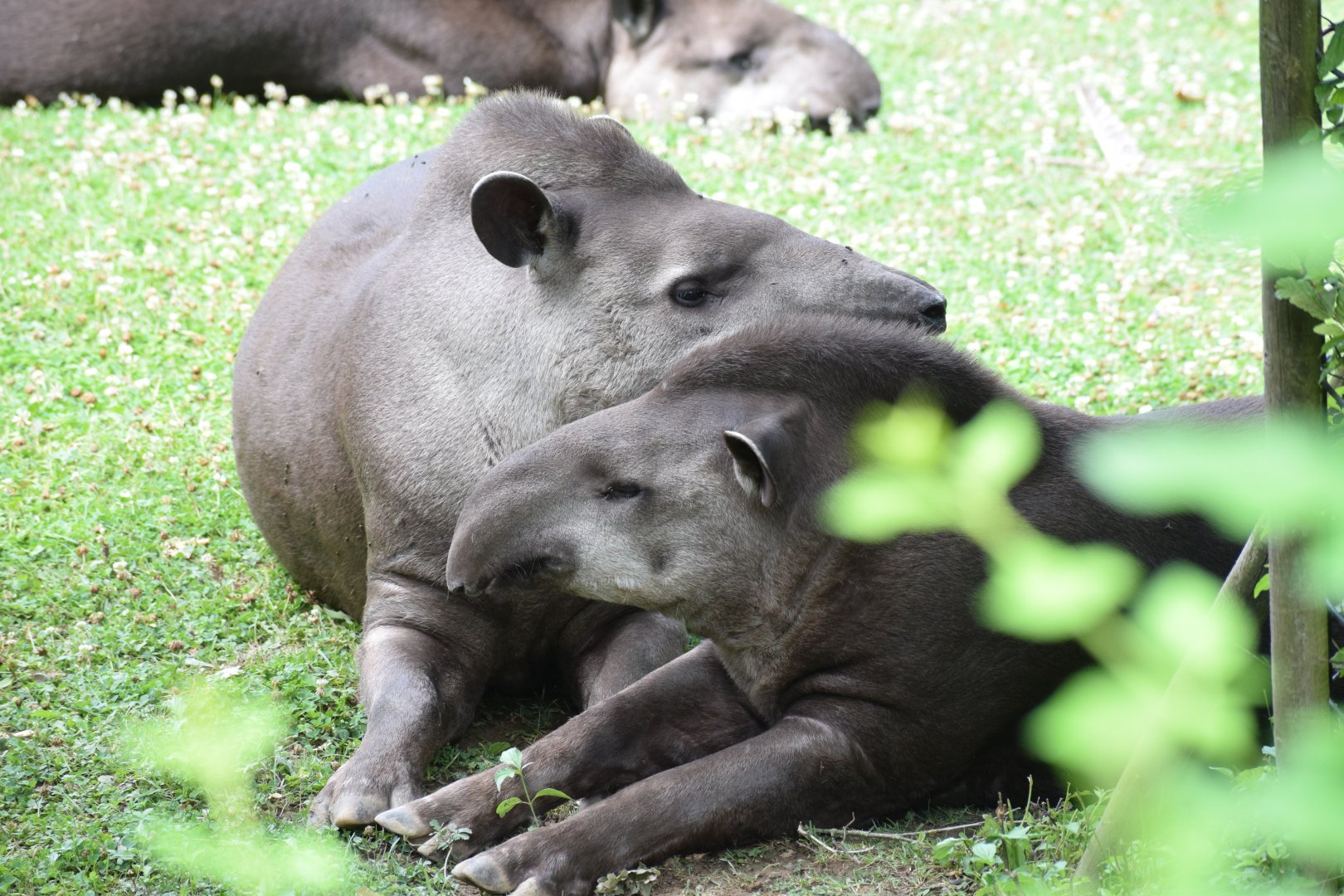 South American tapir