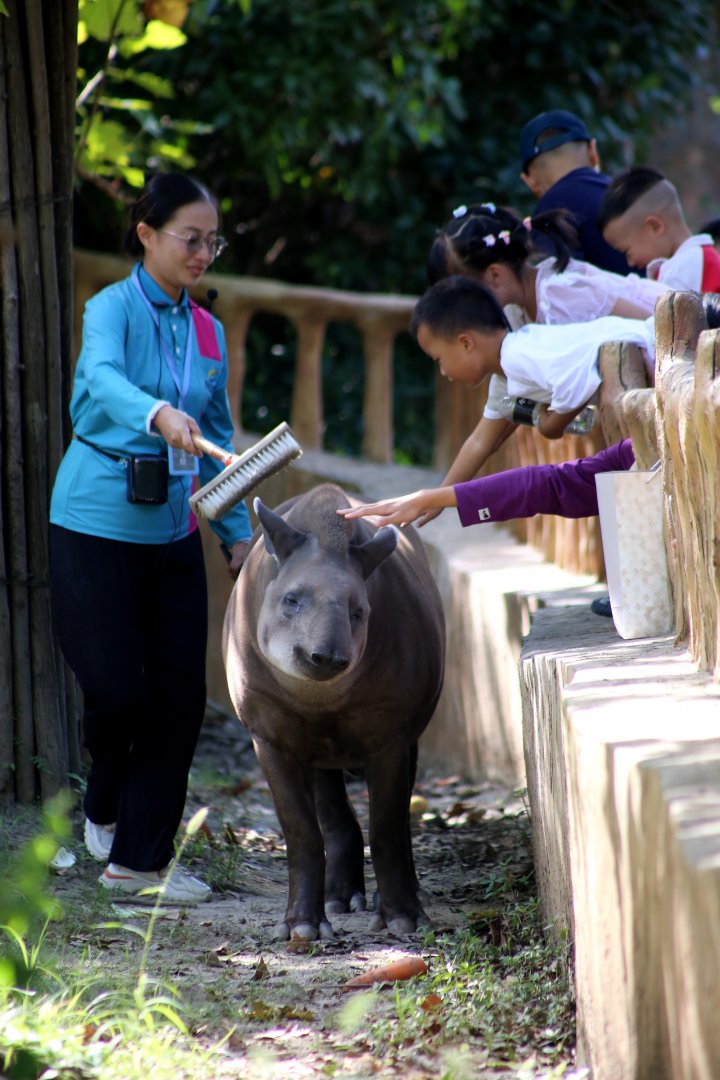 South American Tapir