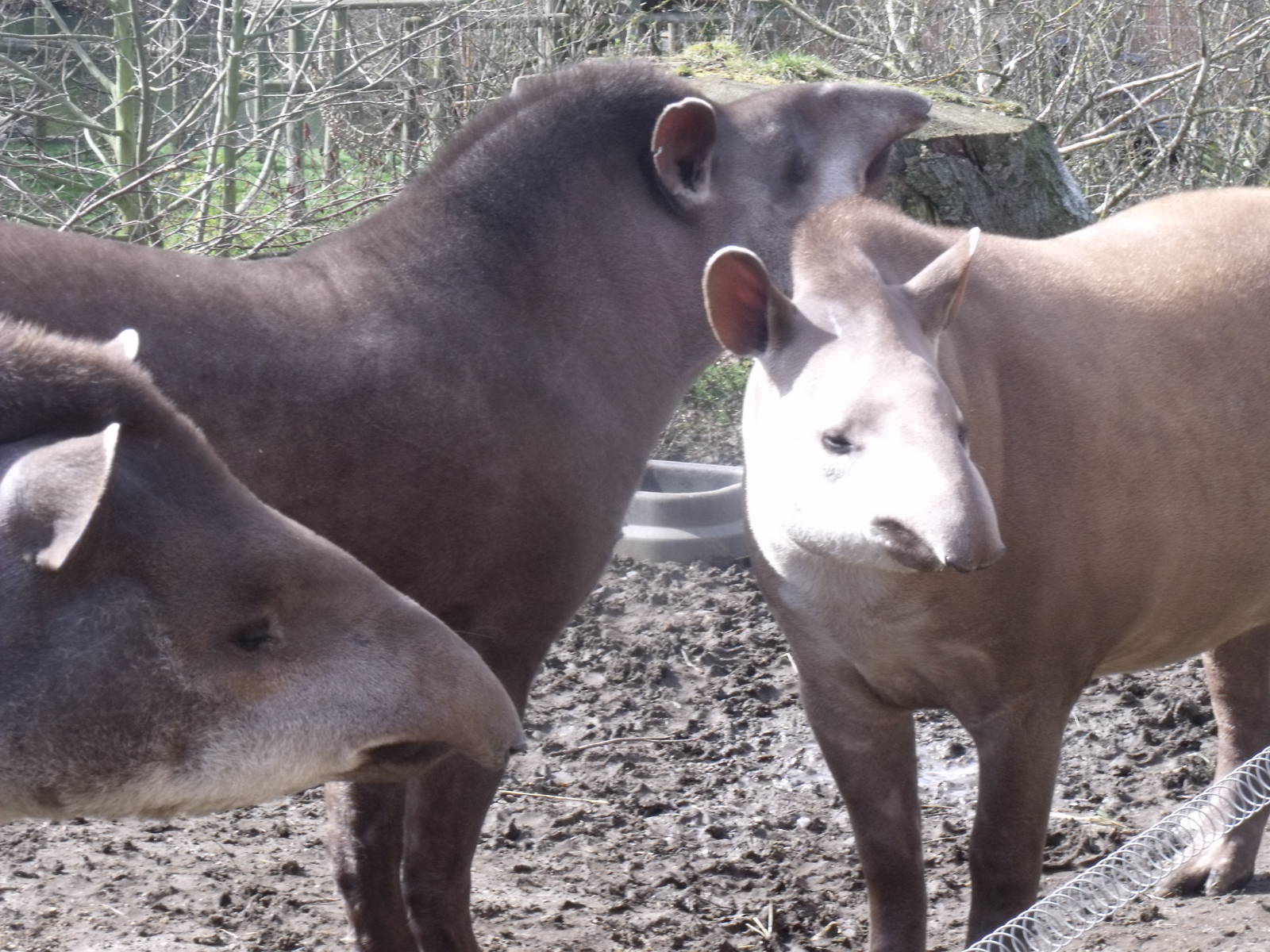 South American Tapir