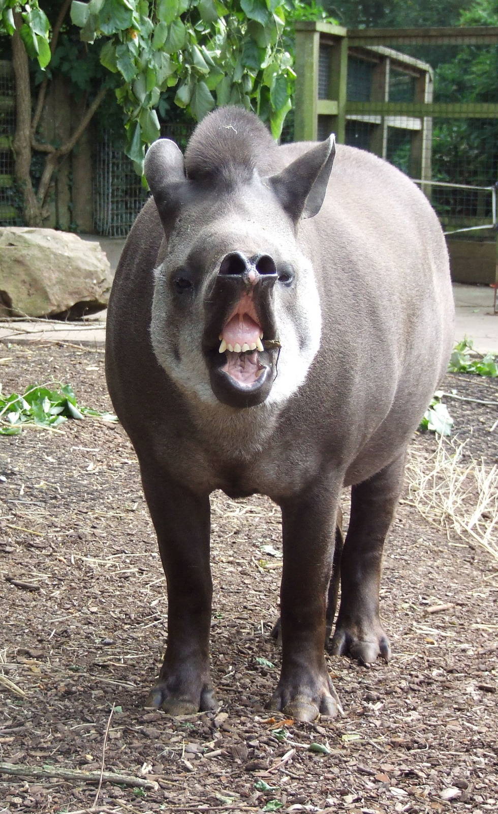South American Tapir