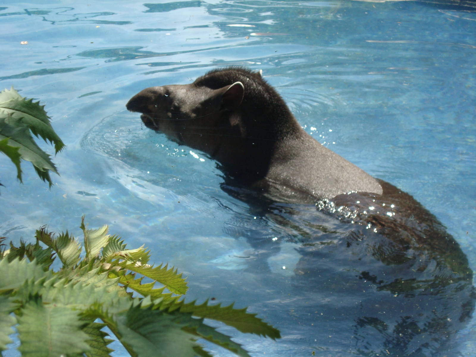 South American Tapir