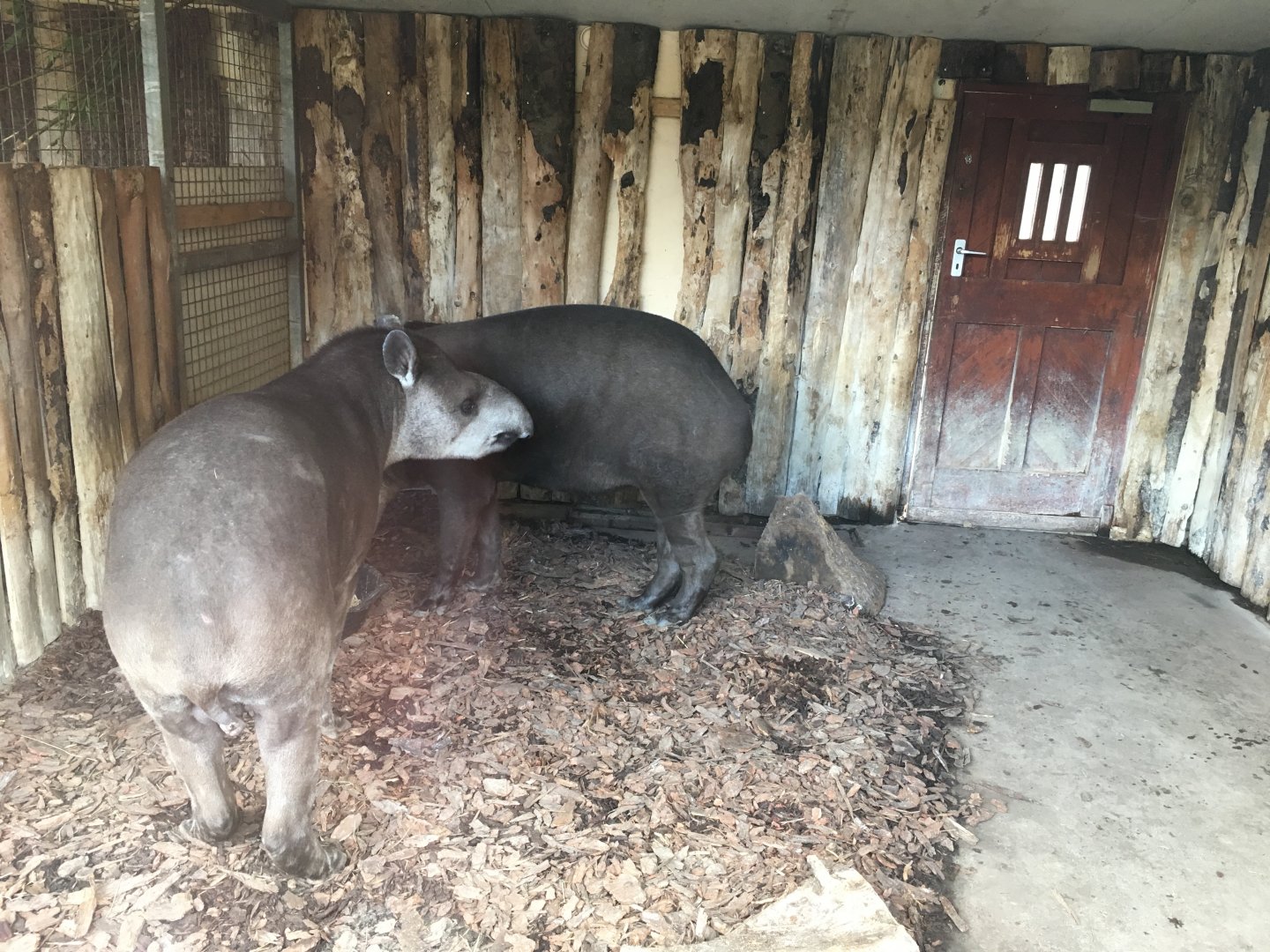 South American tapirs 040817
