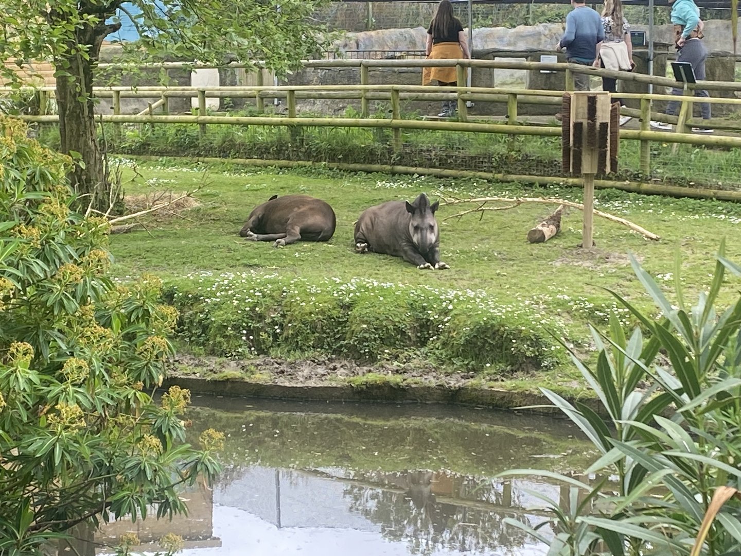 South American tapirs 060523