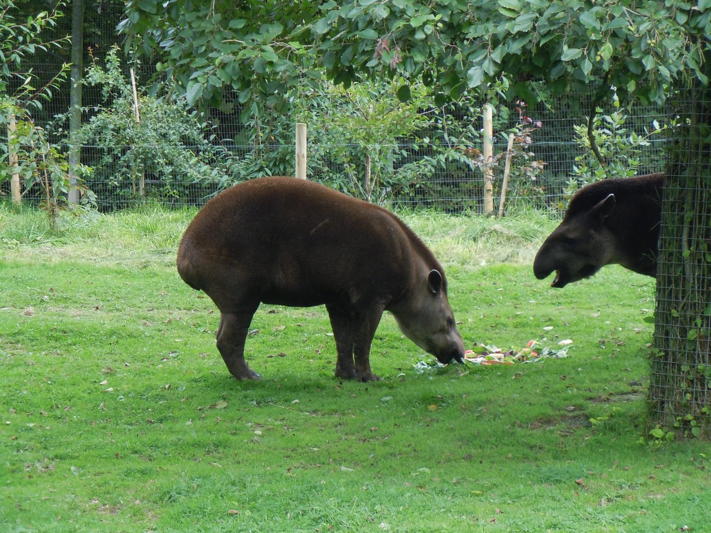 South American tapirs 070920
