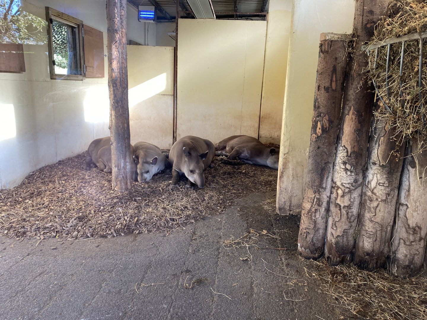 South American tapirs 071020