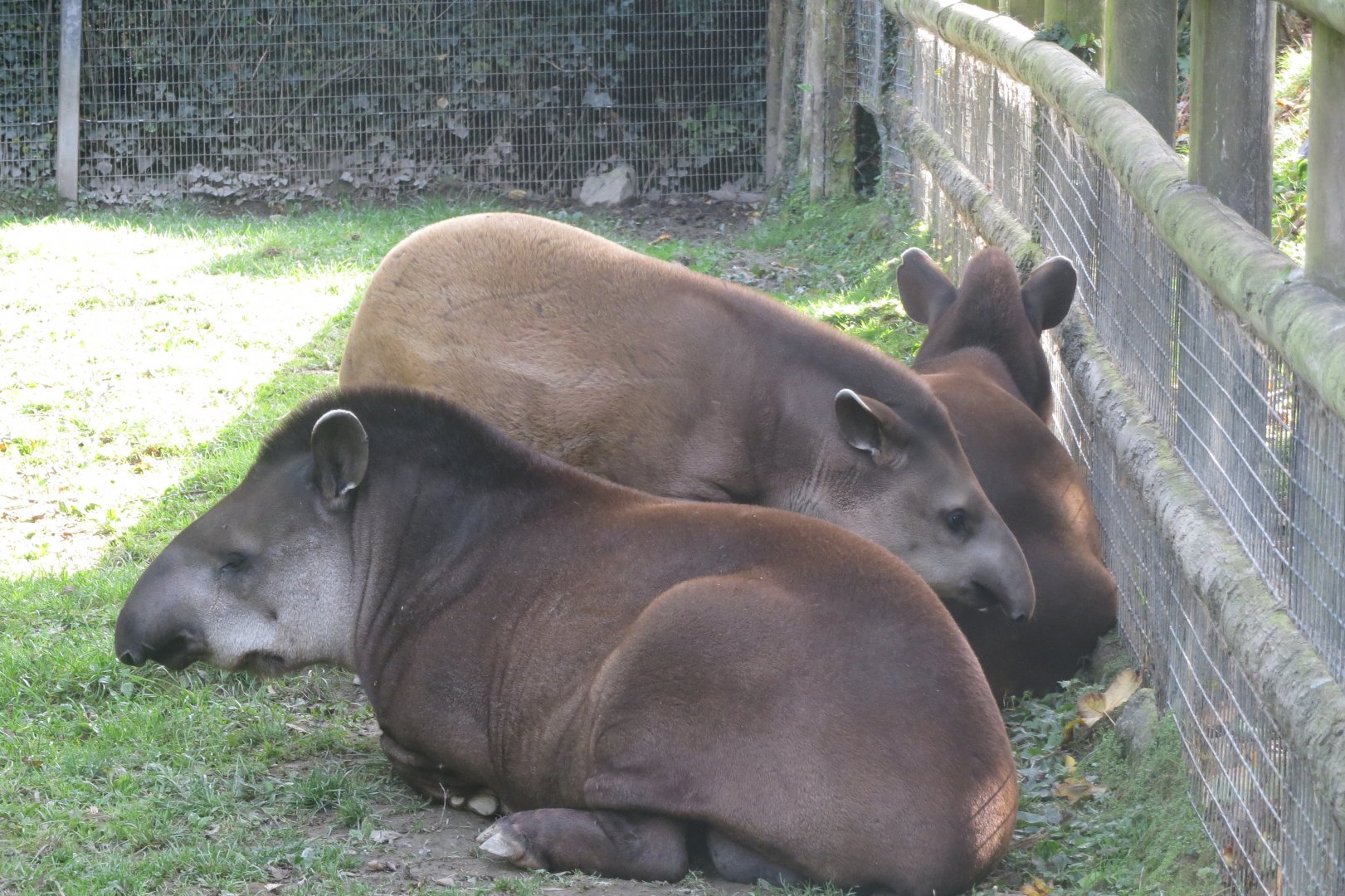 South American tapirs 081018