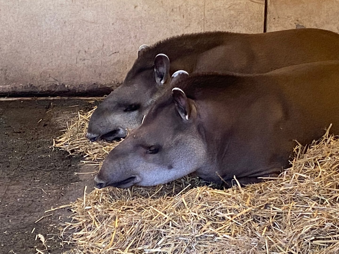 South American tapirs 241123