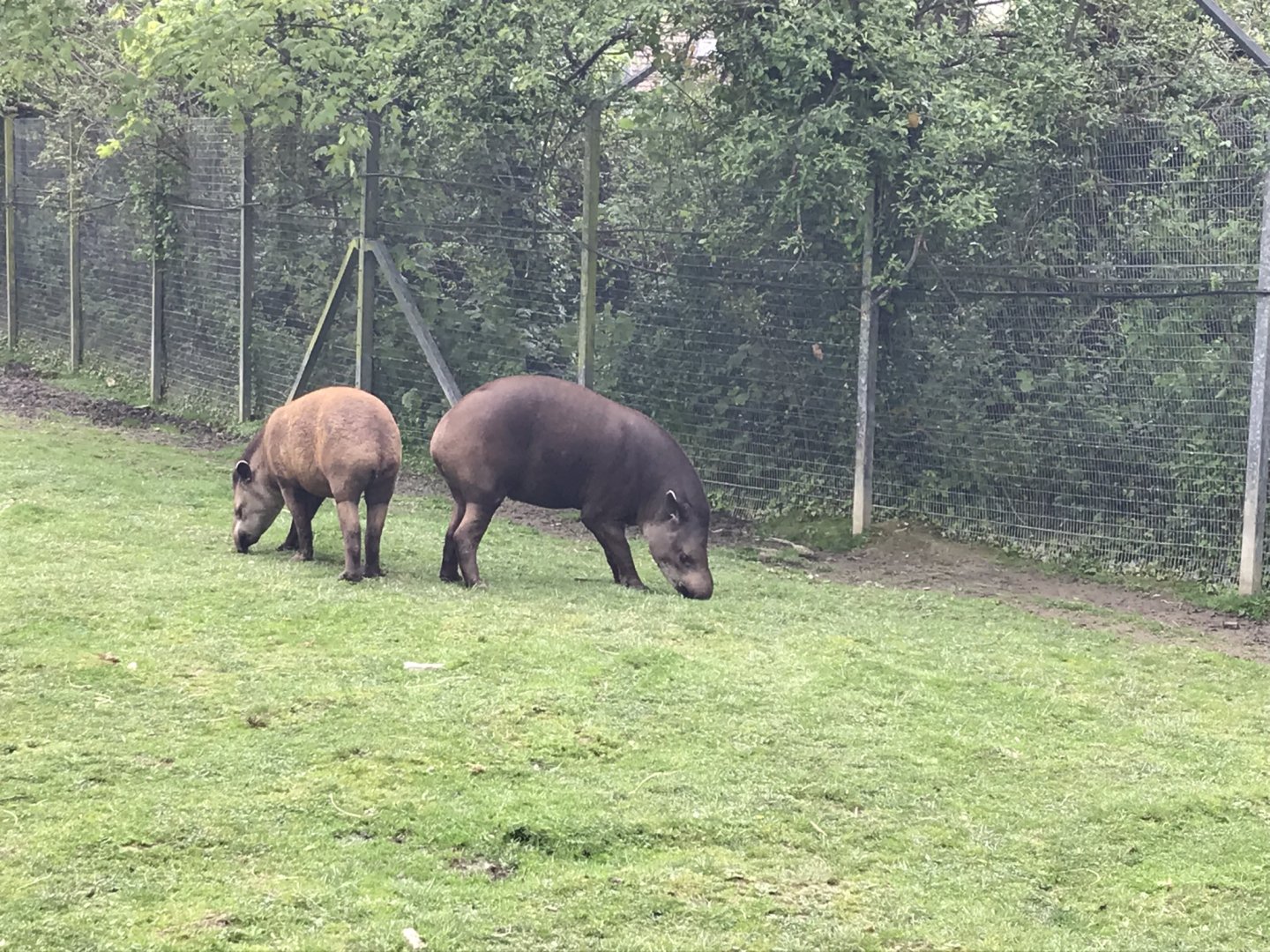 South American tapirs 290419