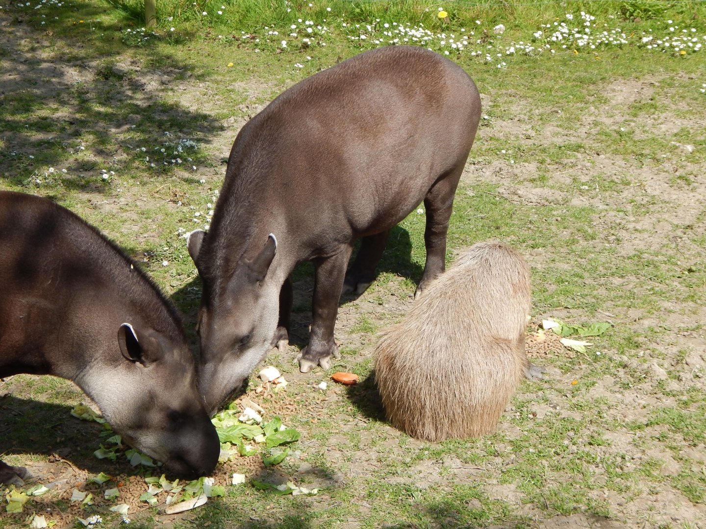 South American tapirs and Capybara 240424