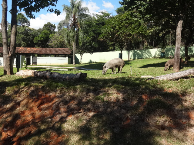 South-american-tapir's exhibit - Belo Horizonte zoo