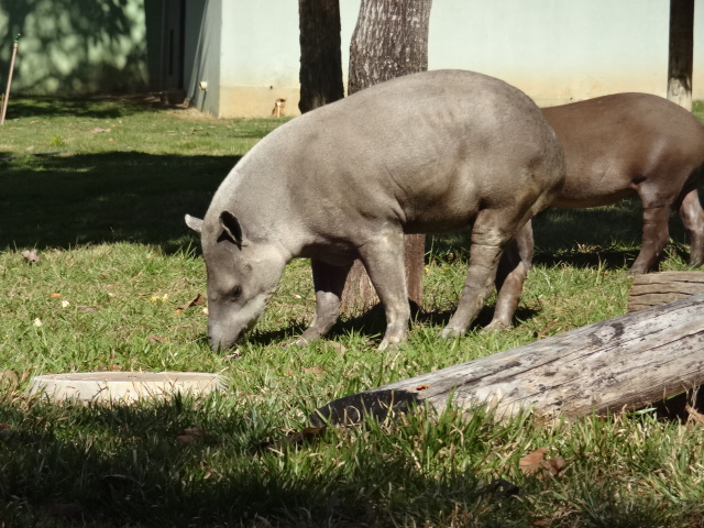 South-american-tapirs forraging - Belo Horizonte zoo