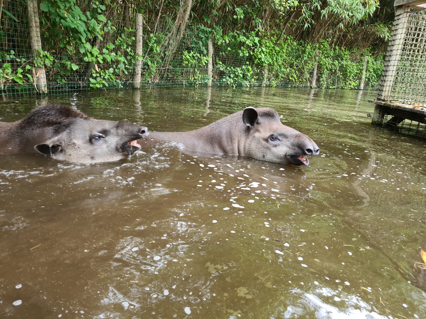 South American tapirs swimming