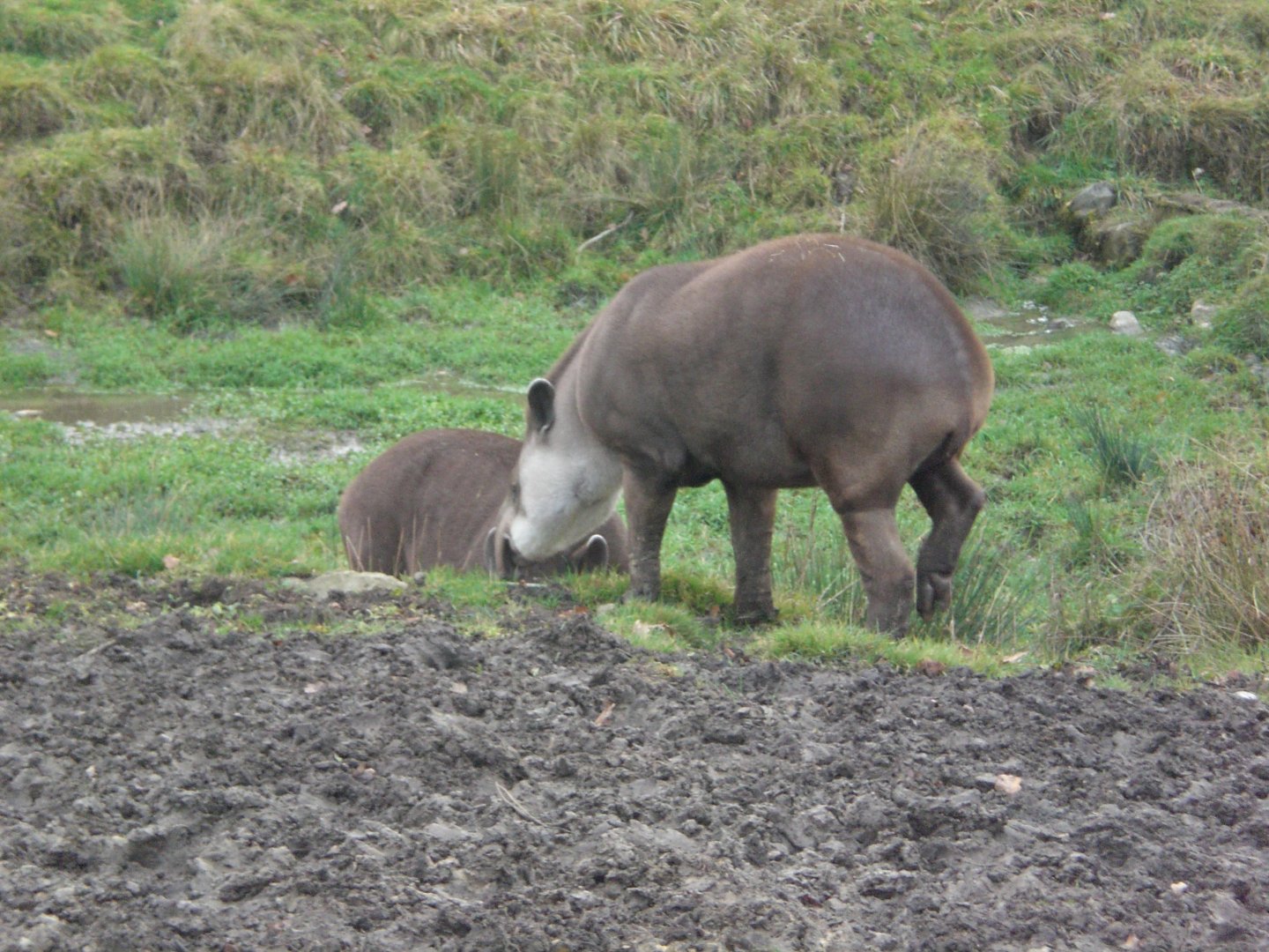South American Tapirs taking a dip