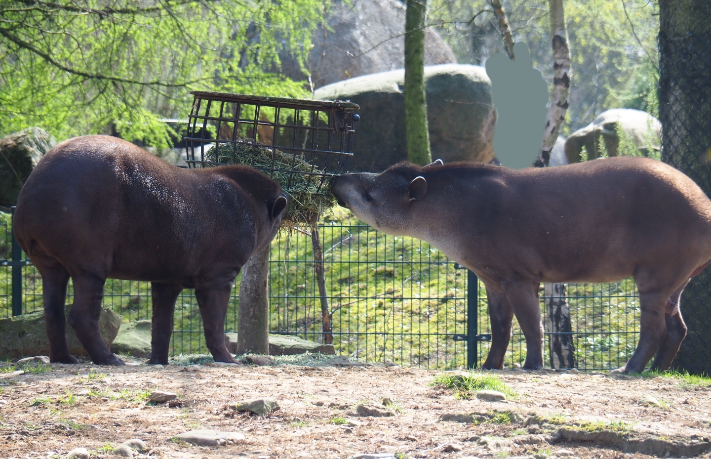 South American tapirs (Tapirus terrestris), 2019-03-30