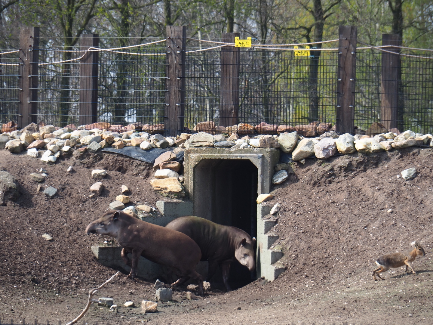 South American tapirs (Tapirus terrestris), 2019-04-06