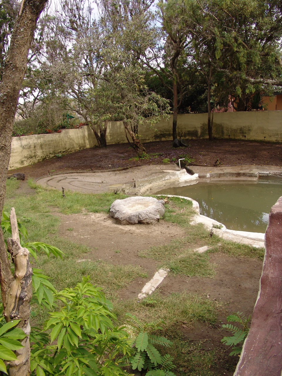South American Tapir's (Tapirus terrestris) enclosure