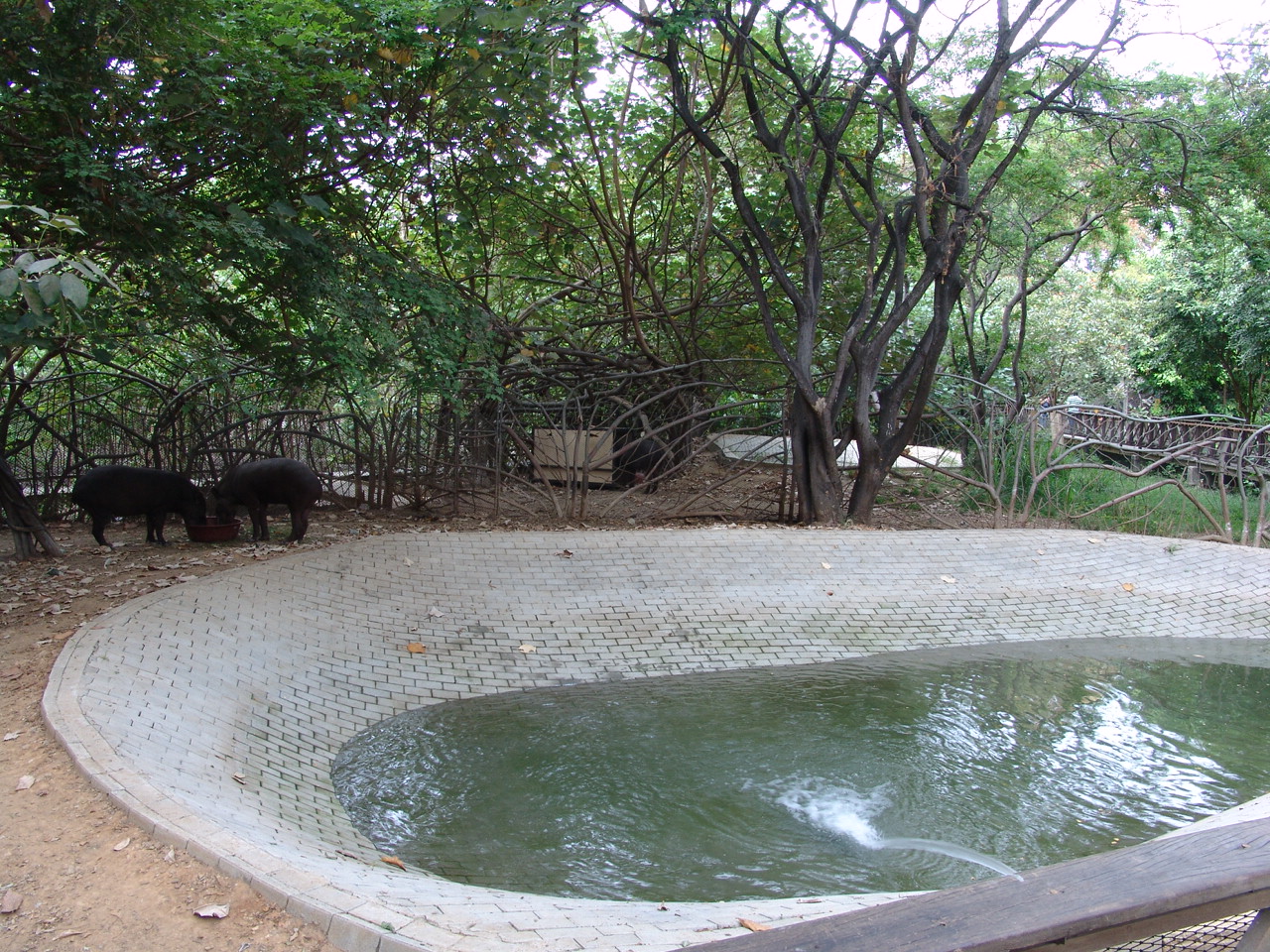 South American Tapir's (Tapirus terrestris) enclosure