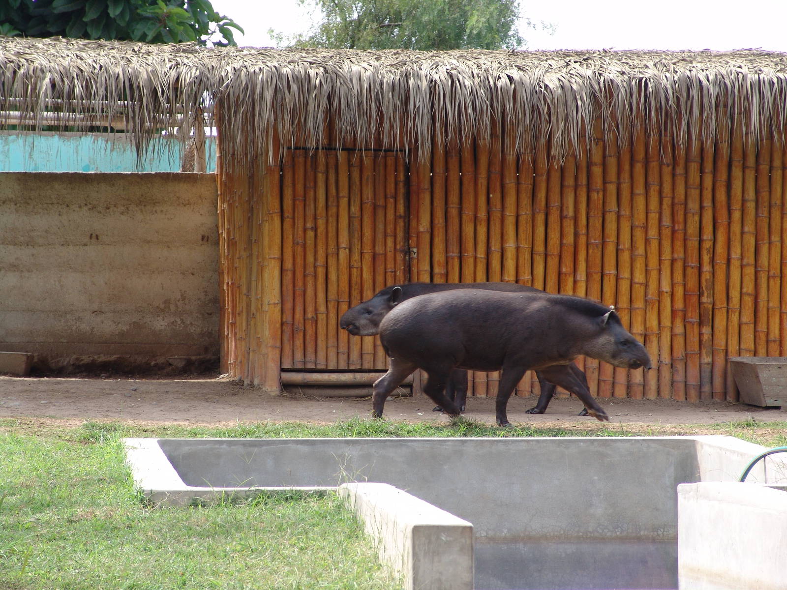 South American Tapirs (Tapirus terrestris)