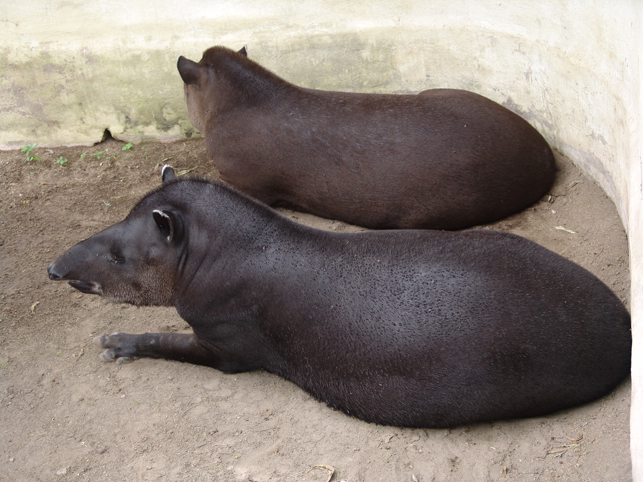 South American Tapirs (Tapirus terrestris)