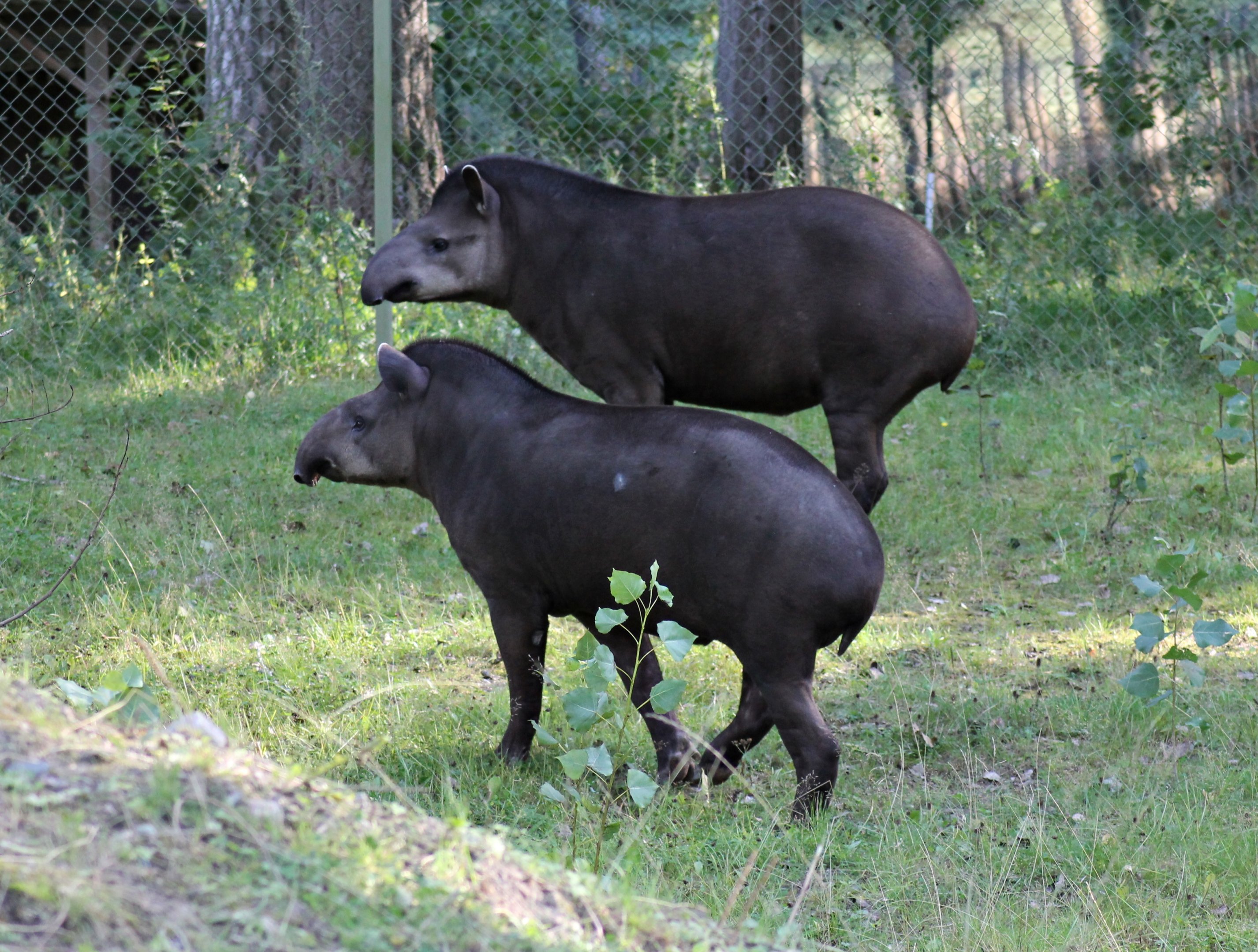 South American tapirs (Tapirus terrestris)
