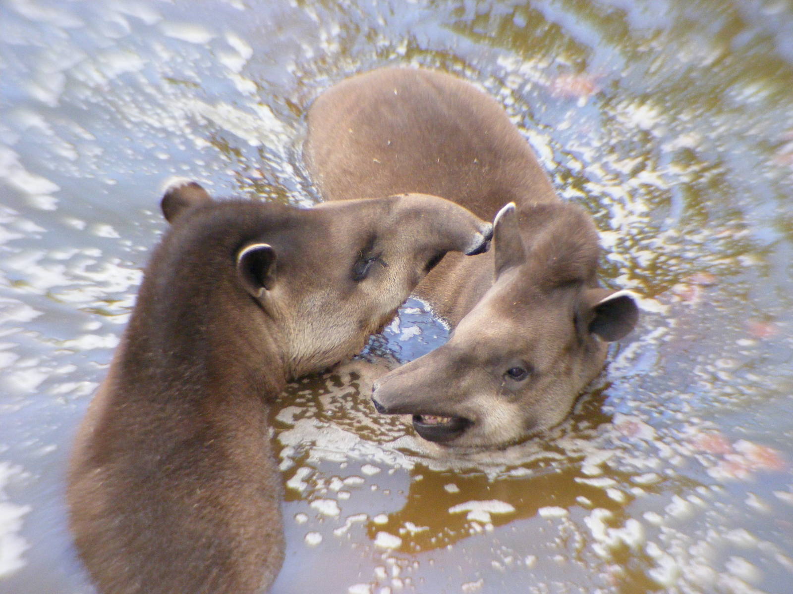 South American Tapirs