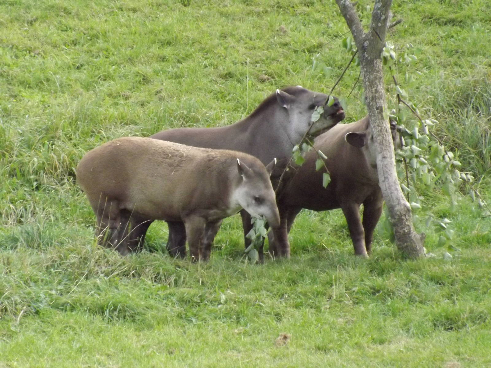 South American Tapirs
